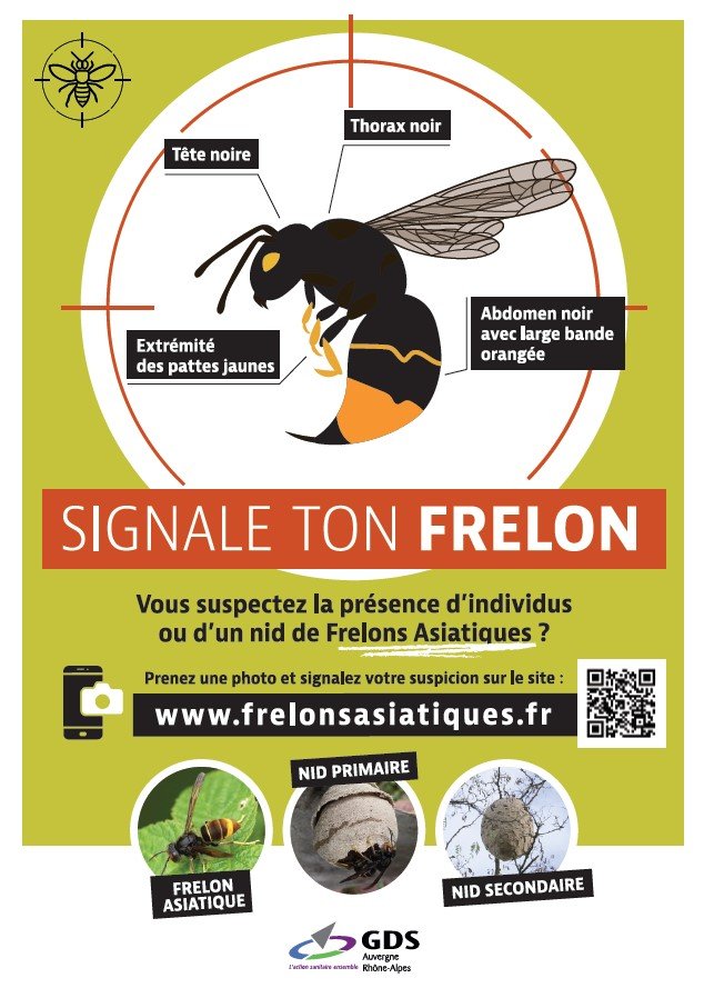 alerte-frelon